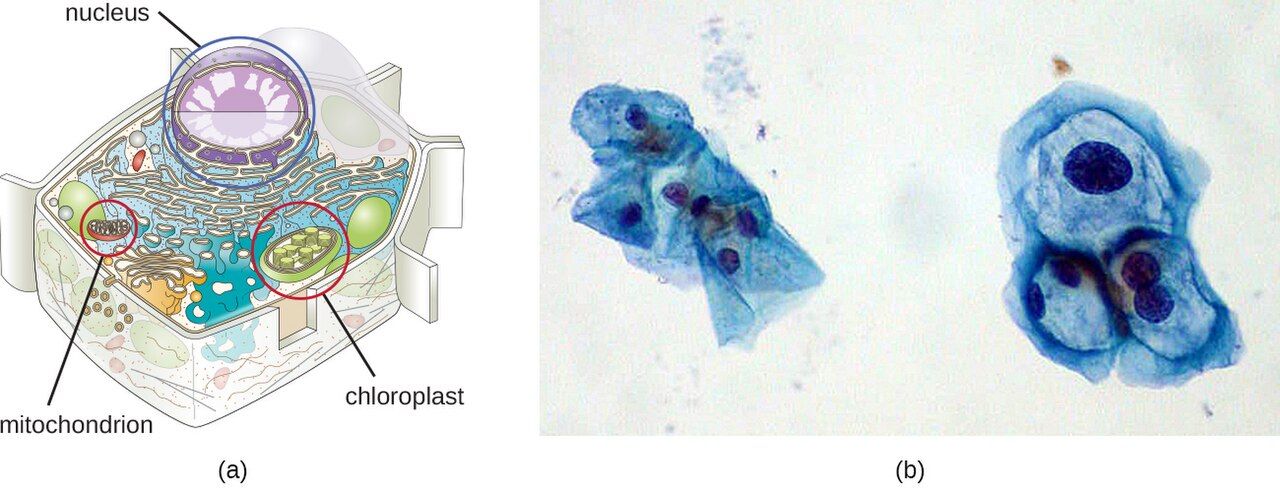 Bacterial plasmids, small circular pieces of extrachromosomal DNA