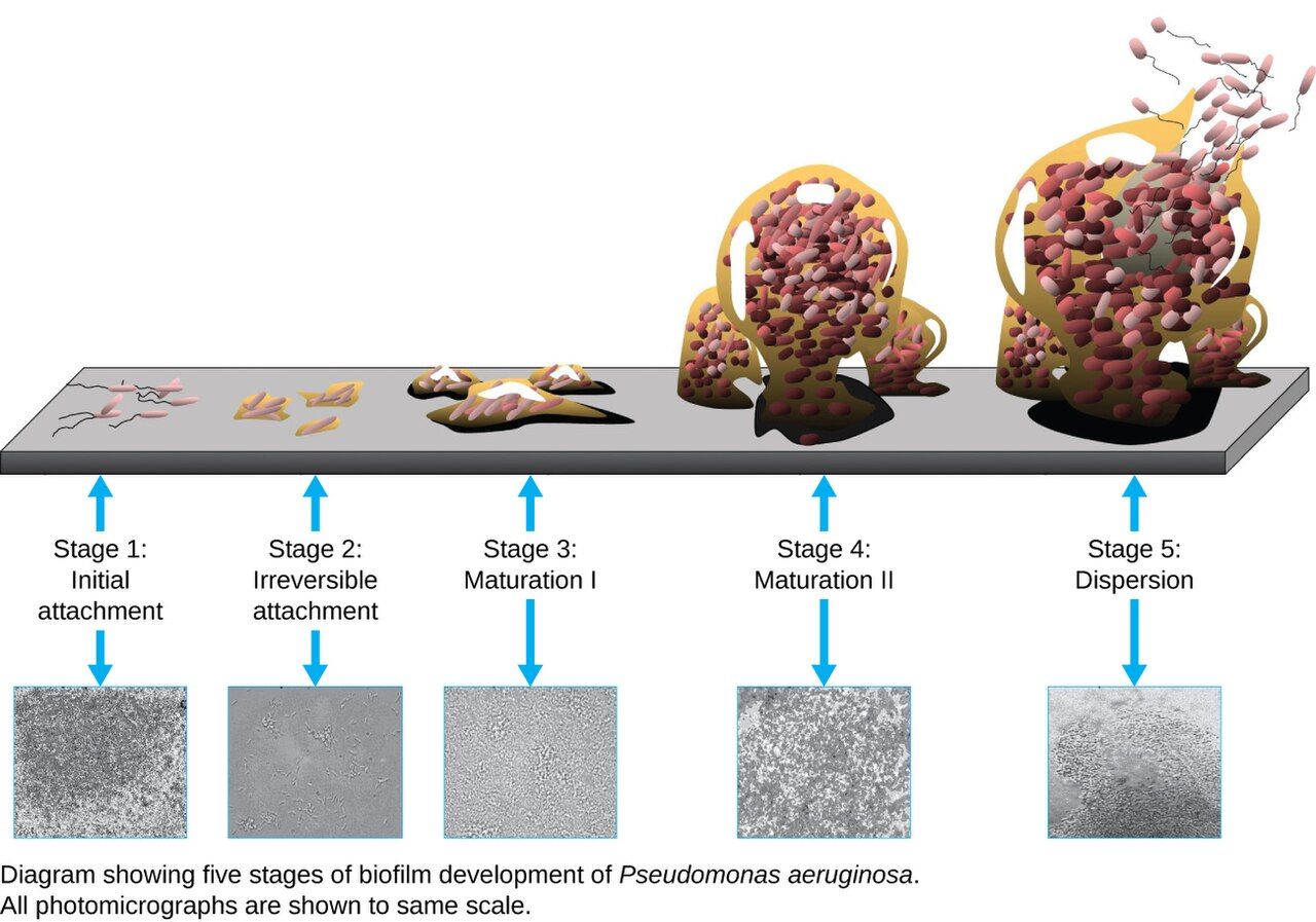 A microbial biofilm growing on a surface