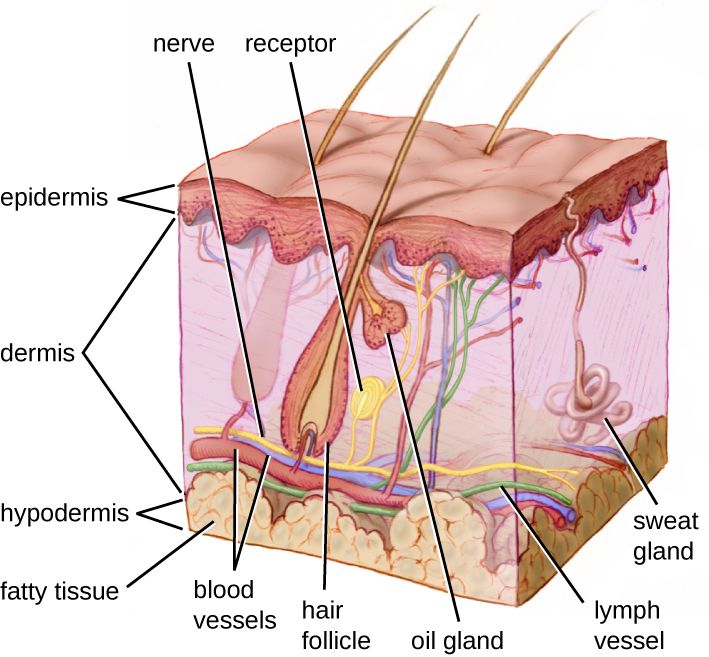 Cross-section of human skin showing epidermis, dermis, and layers that form a physical barrier