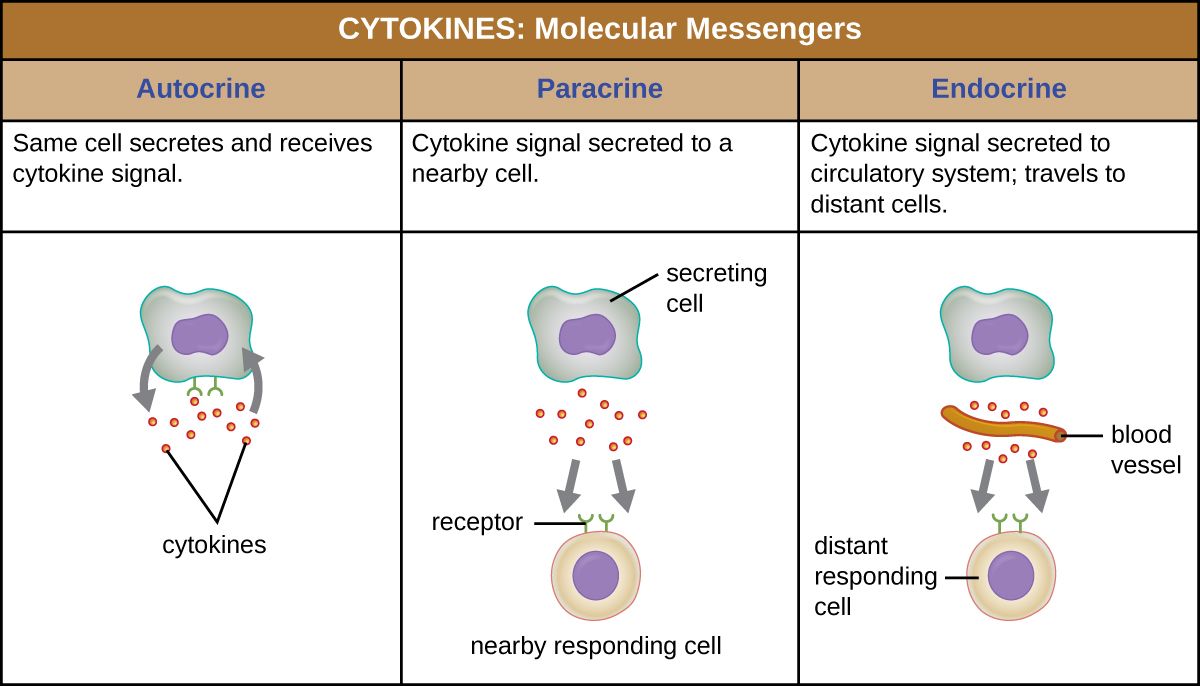 Cytokines released by immune cells acting as chemical messengers of the immune response