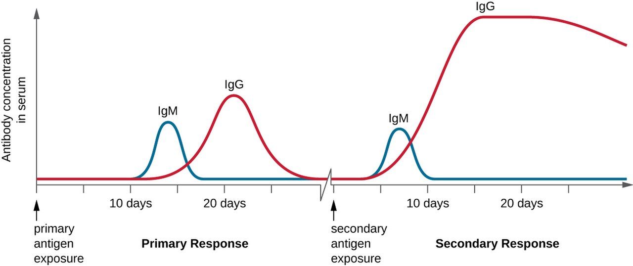 Graph comparing the slow low primary antibody response with the fast high secondary response