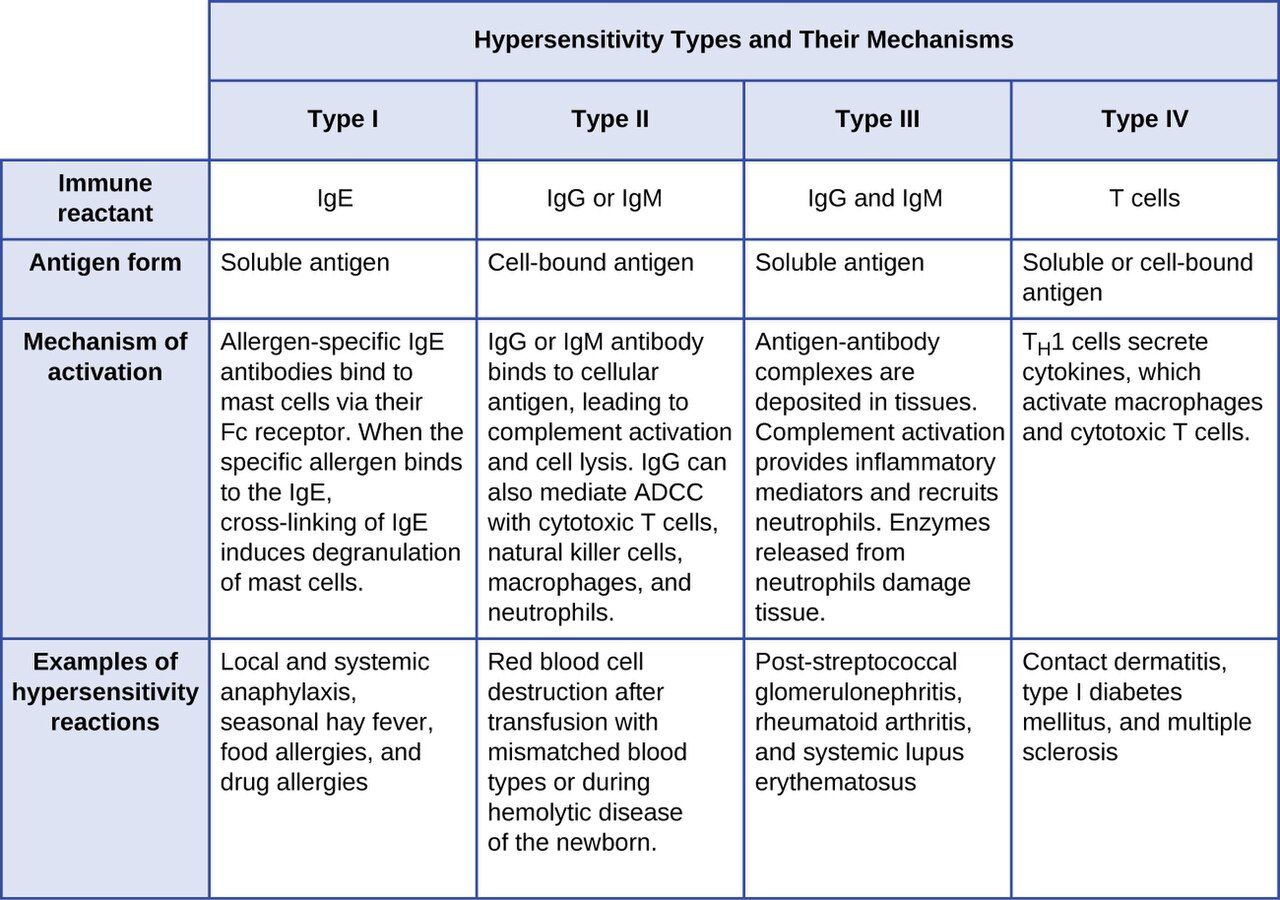 The four types of hypersensitivity reactions compared