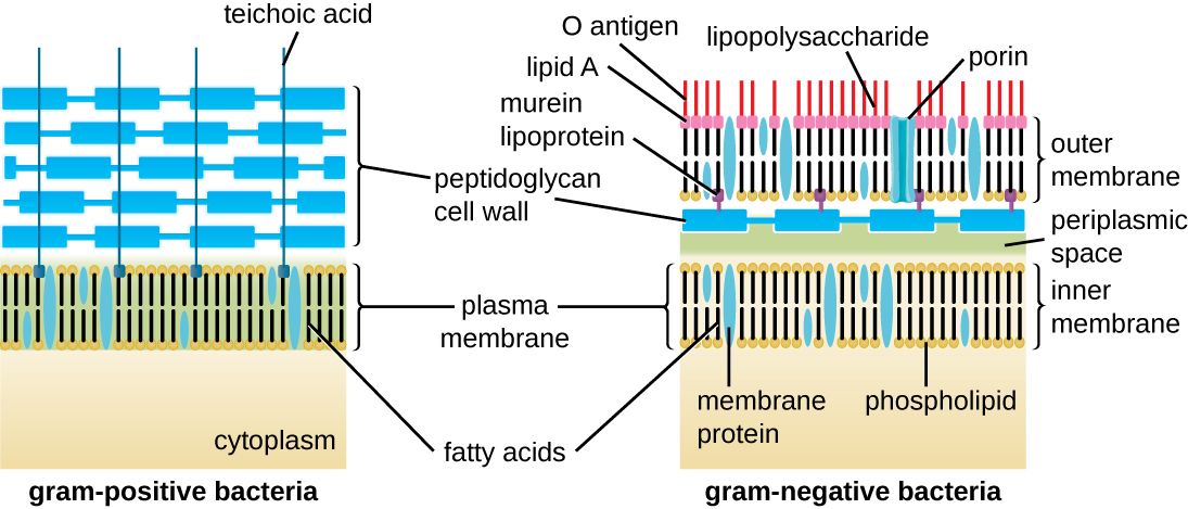 Comparison of Gram-positive and Gram-negative bacterial cell walls showing thick versus thin peptidoglycan and the outer membrane