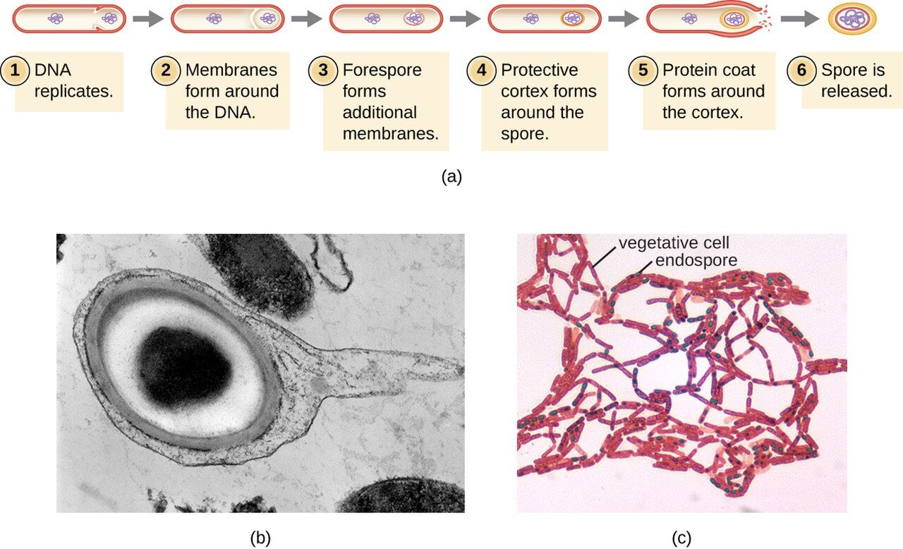 Diagram of the sporulation cycle showing a vegetative cell forming a resistant endospore and later germinating