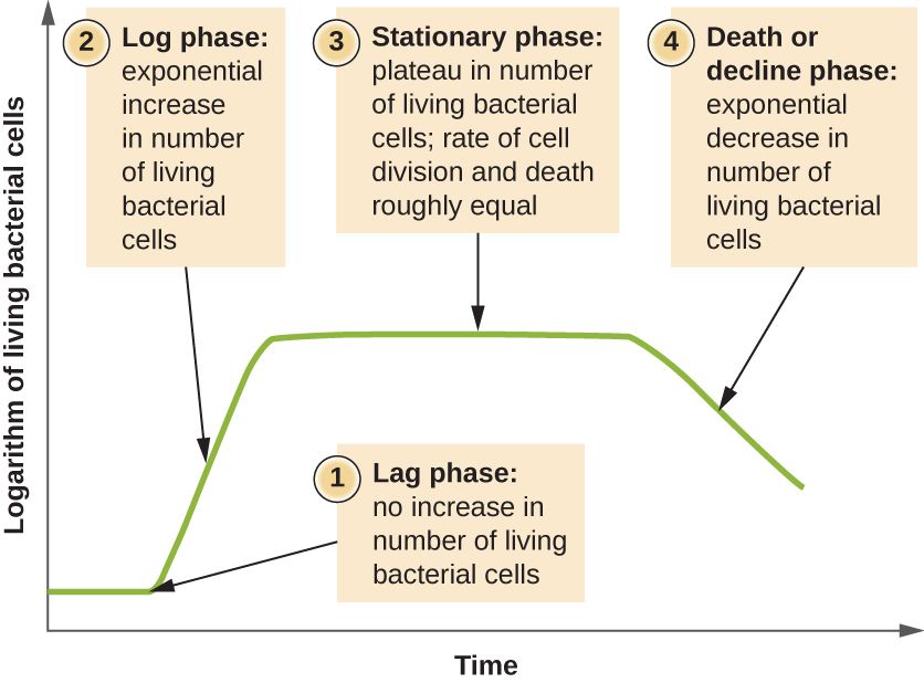 The bacterial growth curve with lag, log, stationary, and death phases