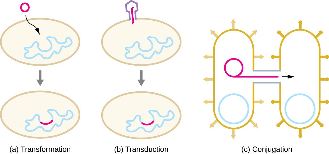 The three mechanisms of horizontal gene transfer in bacteria