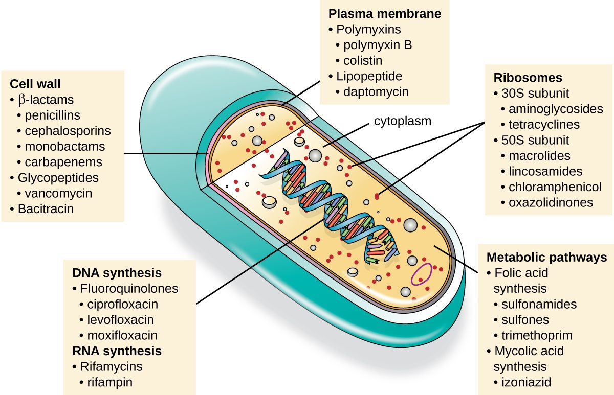 Diagram of the modes of action of antibacterial drugs against a bacterial cell