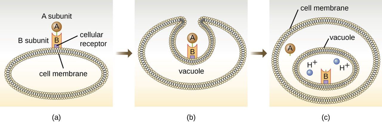 Structure and action of an A-B exotoxin entering a host cell