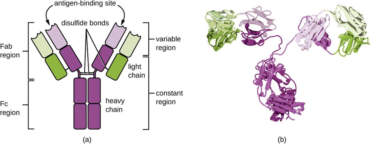 Basic Y-shaped antibody structure with heavy chains, light chains, and antigen-binding sites