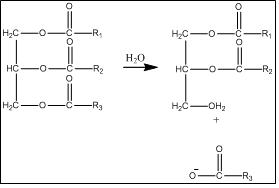 Diagram of lipid hydrolysis, showing a triglyceride split by water into glycerol and free fatty acids