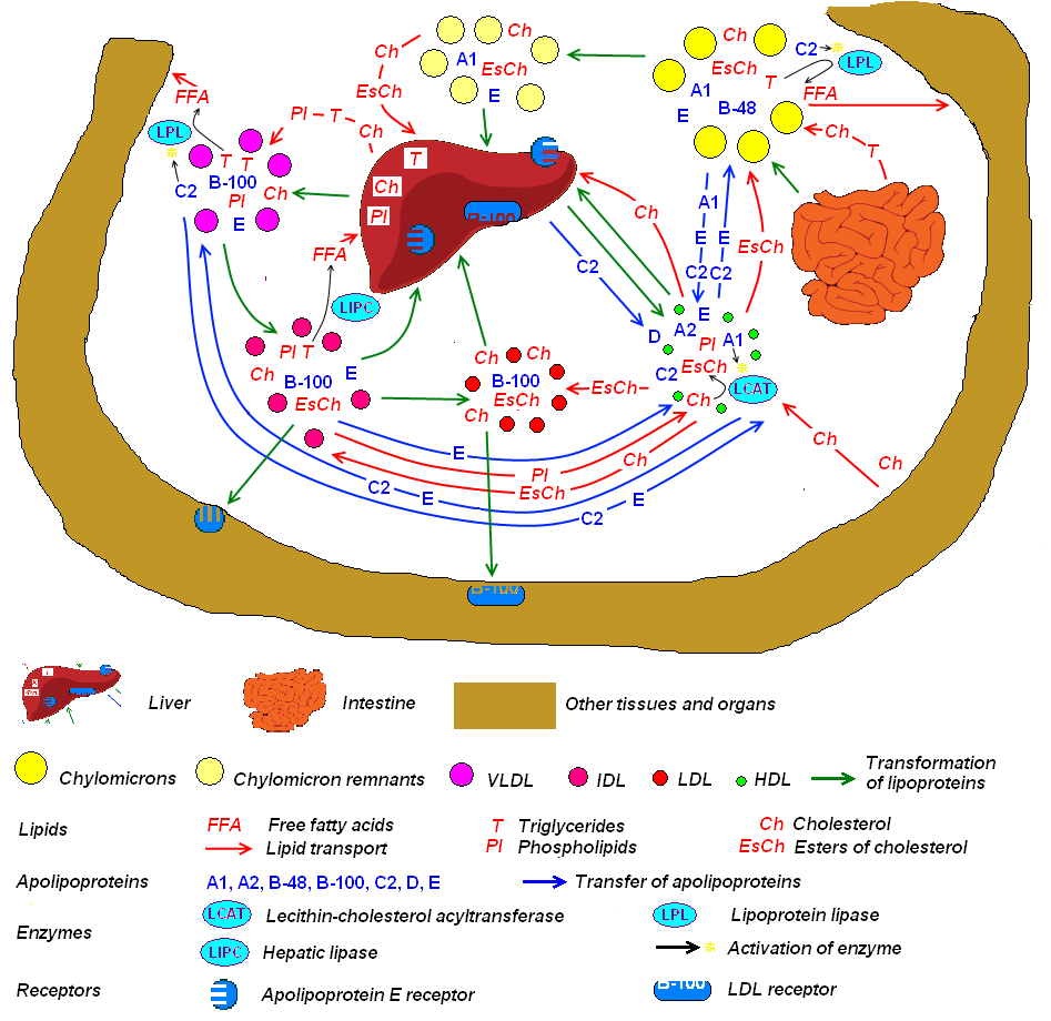 Diagram of the lipoprotein classes that carry lipids in blood, including chylomicrons