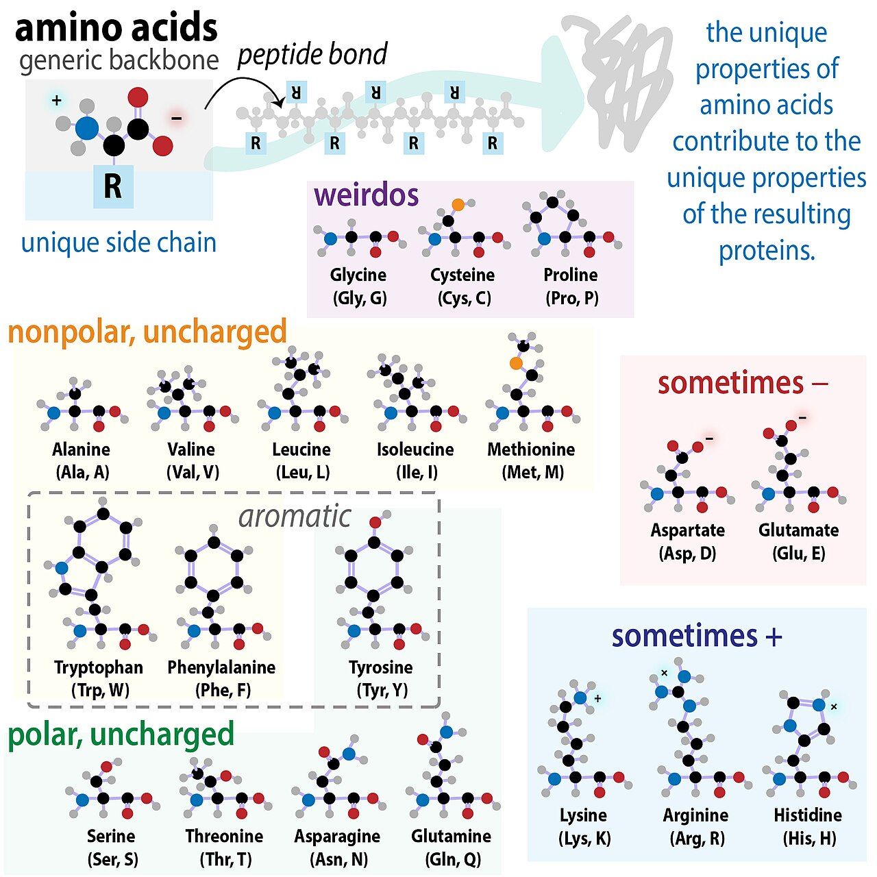 Chart of the twenty amino acids grouped by the chemical property of their side chains