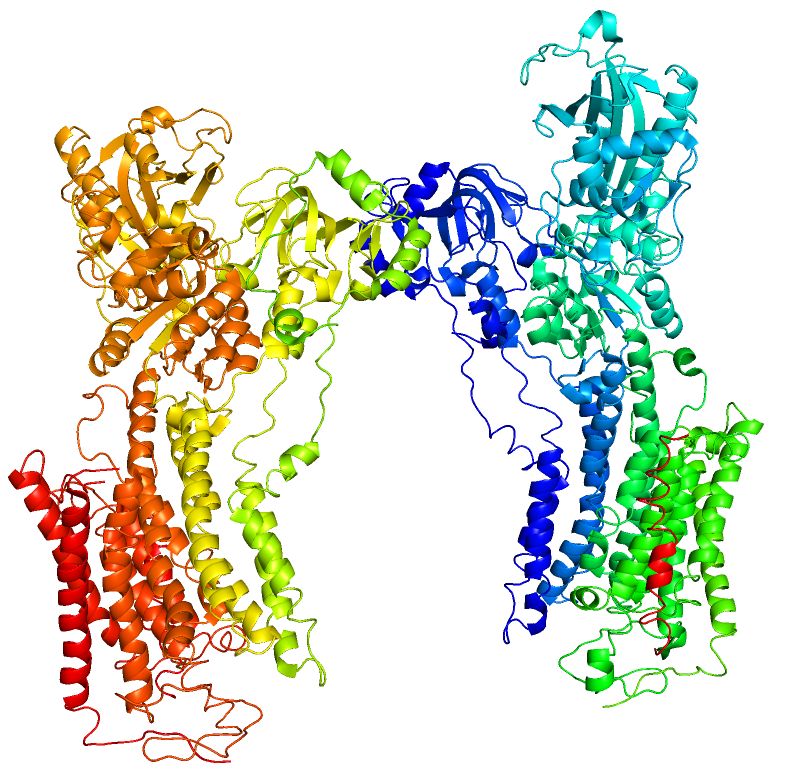Diagram of the sodium-potassium pump moving three sodium ions out of the cell and two potassium ions in