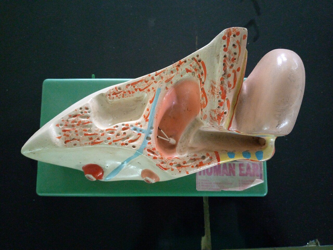 Cross-section diagram of the human ear showing the outer ear canal, eardrum, the three middle-ear bones, and the spiral cochlea of the inner ear.