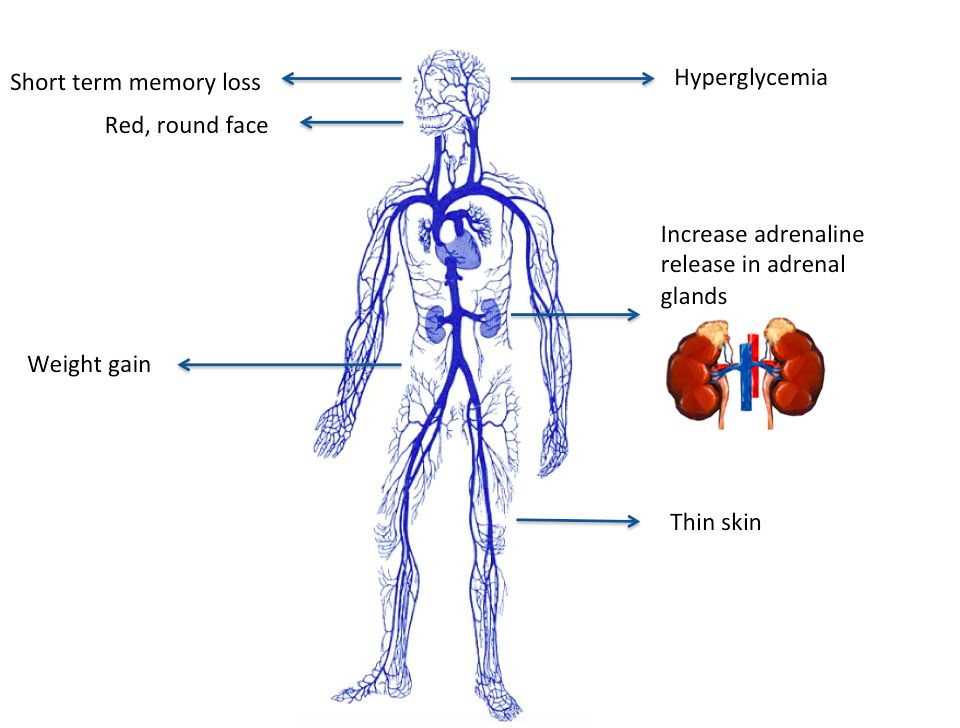 Adrenal — cortisol reference figure