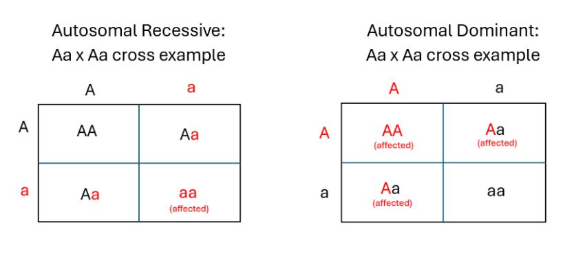 Patterns of inheritance reference figure
