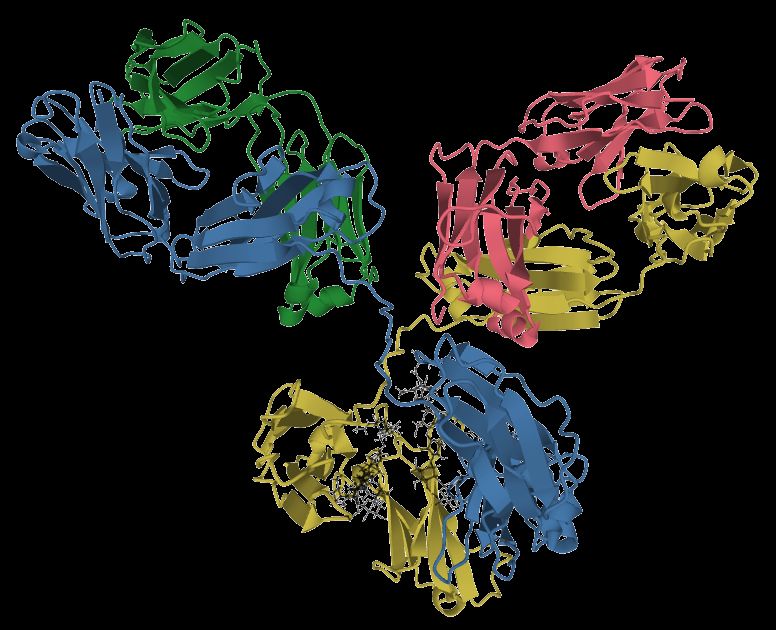 Antibody structure reference figure