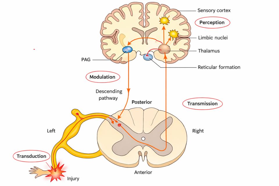 The pain pathway reference figure