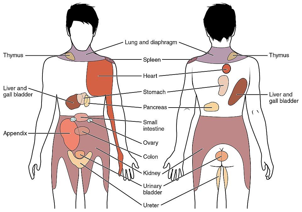 Referred pain reference figure