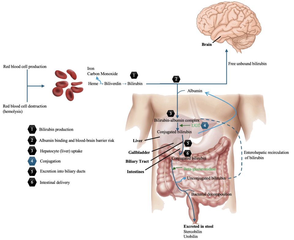Reference figure for jaundice