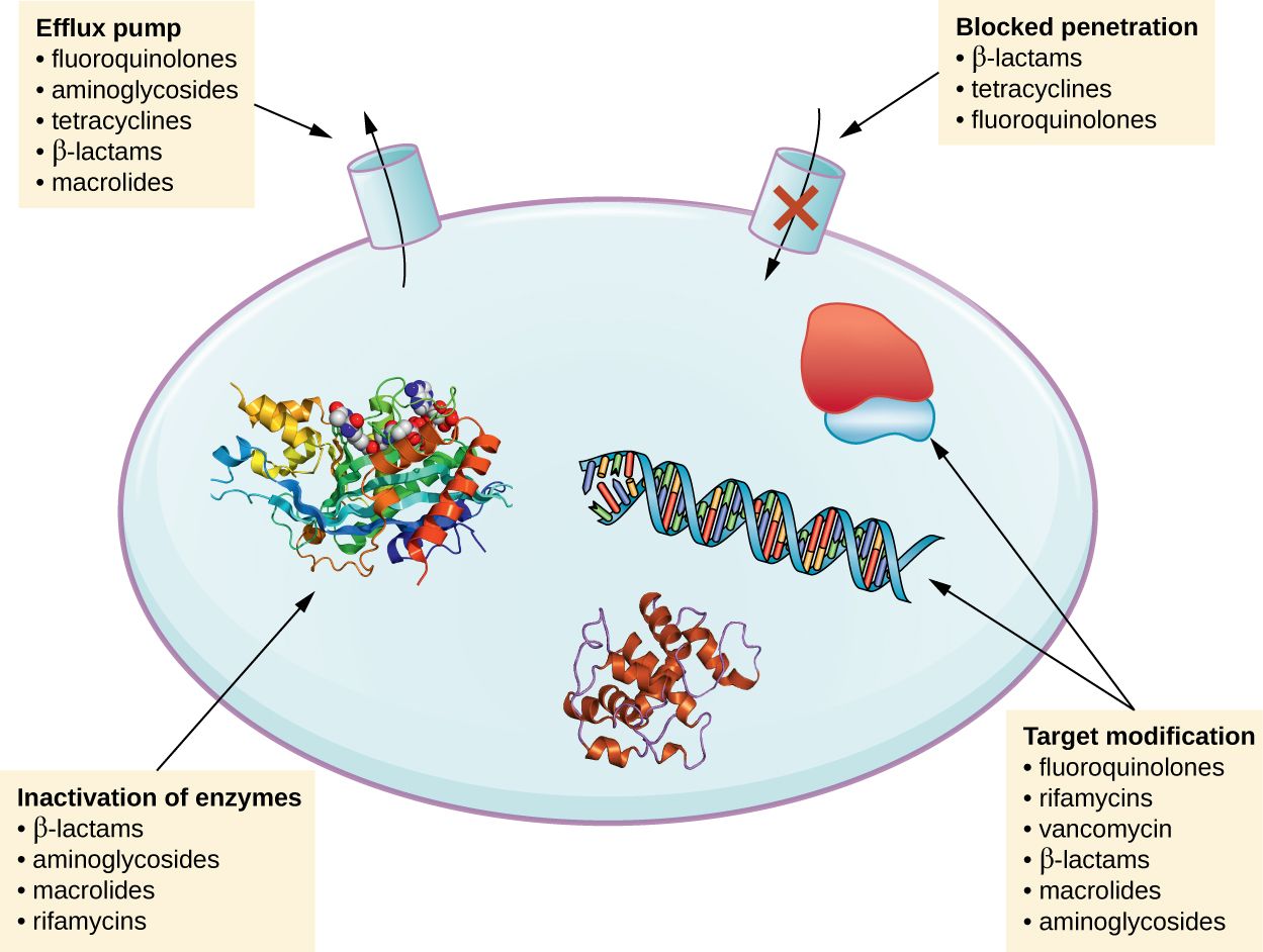 Mechanisms of antimicrobial resistance in a bacterial cell, reference figure