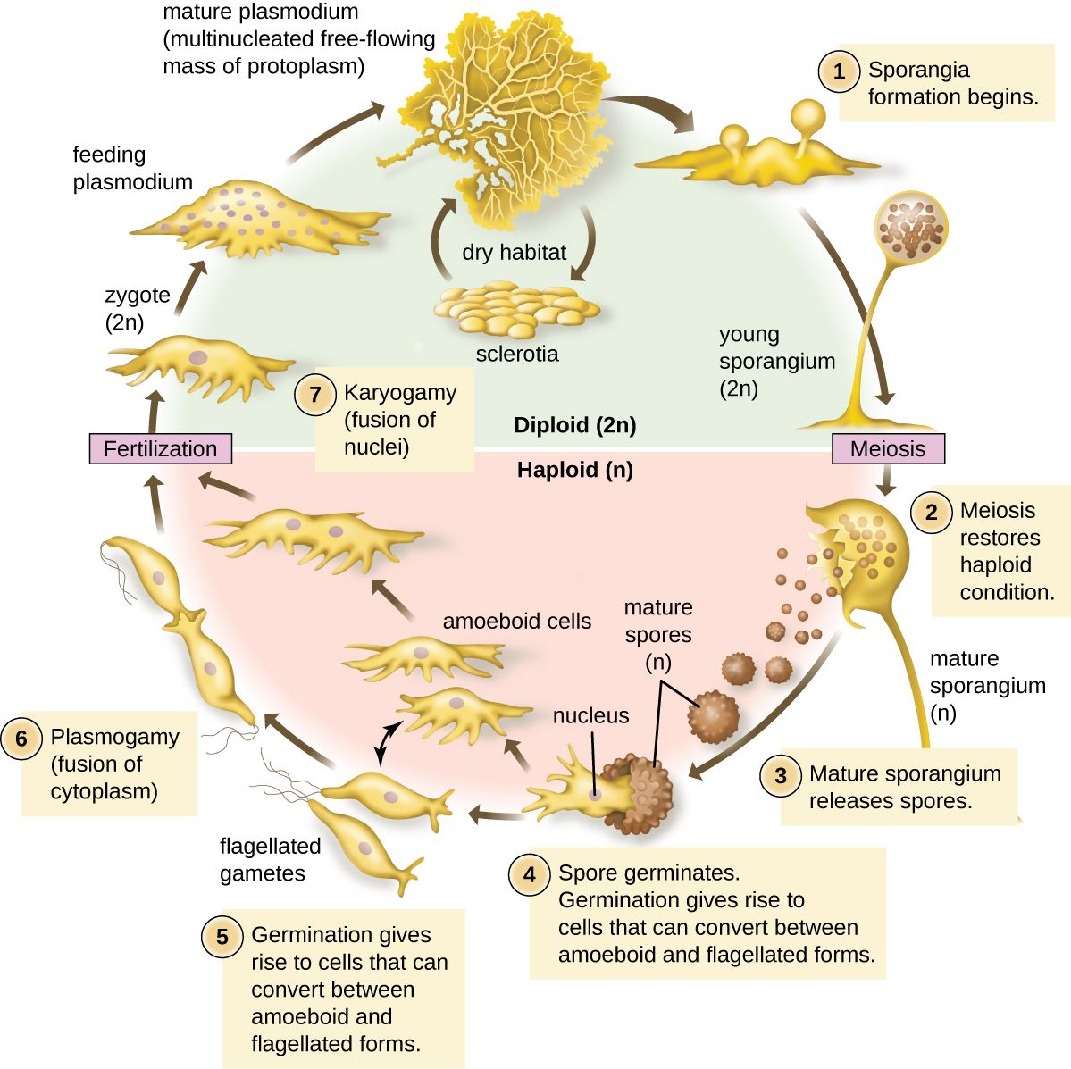 Life cycle of the malaria parasite Plasmodium in mosquito and human host, reference figure
