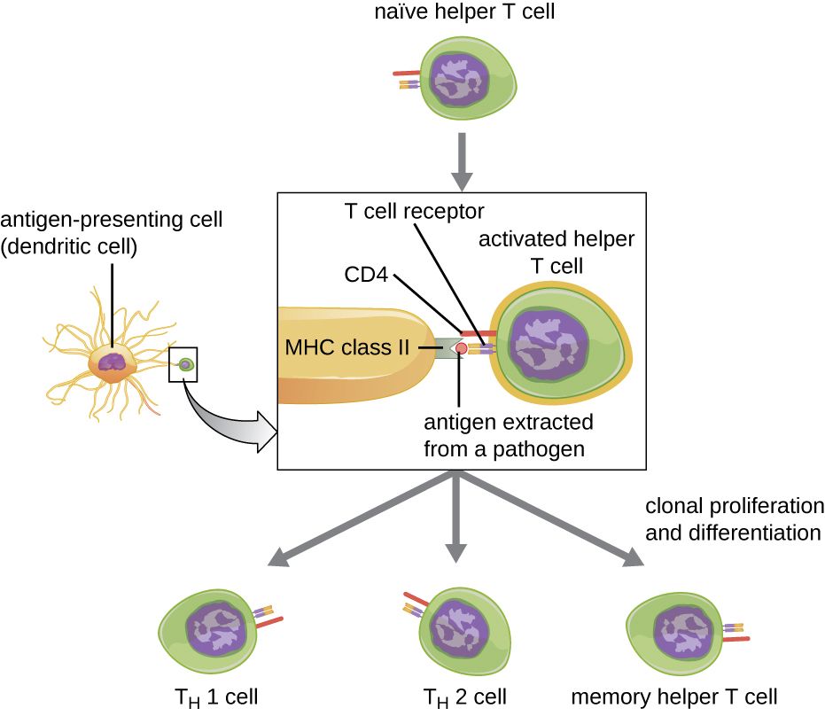 T cell activation reference figure