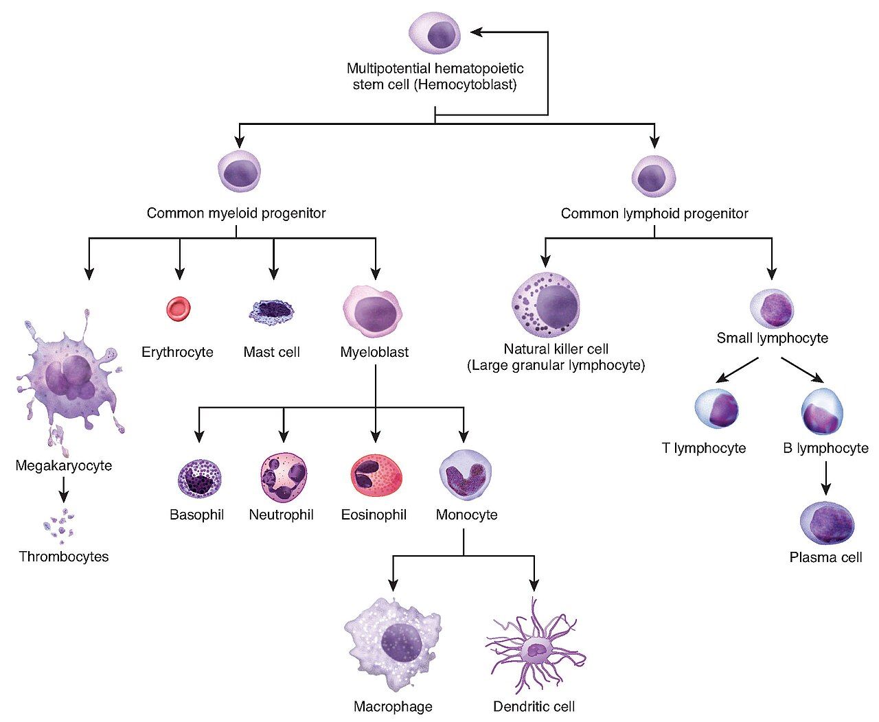 Hematopoiesis reference figure