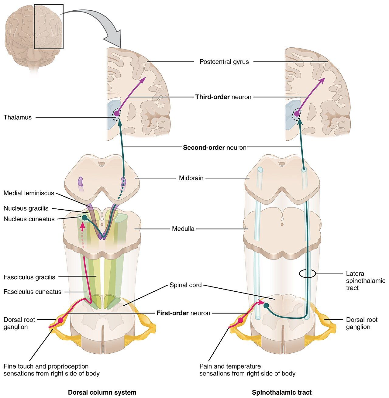 Ascending sensory pathways of the spinal cord, including the spinothalamic tract that carries pain