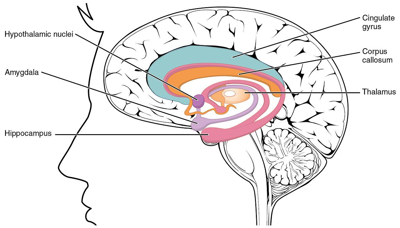 The limbic lobe of the brain, the structures underlying reward and emotion