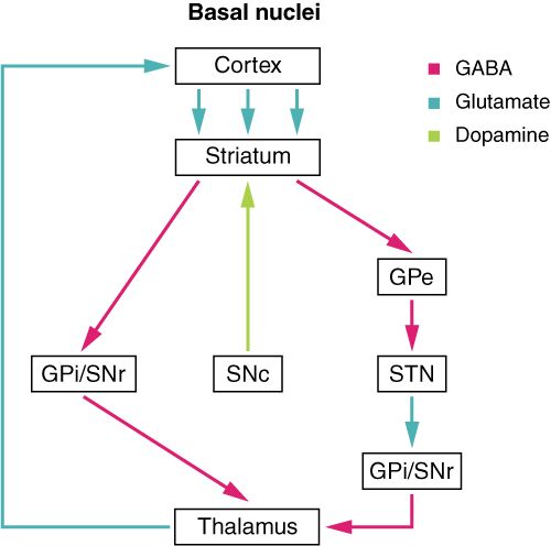 Basal nuclei connections reference figure showing the dopamine circuits that control movement