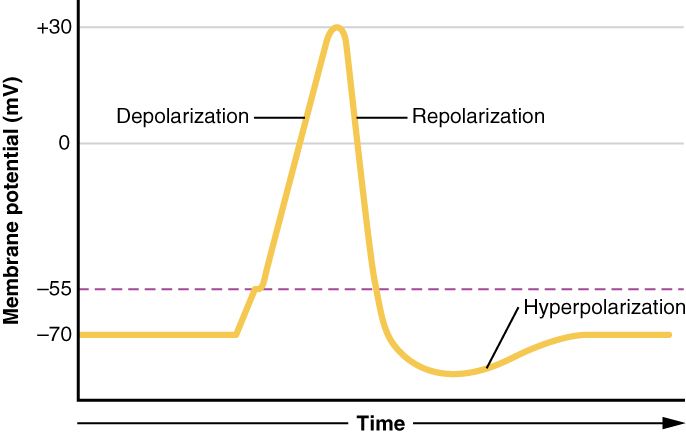 Action potential reference figure showing the sodium and potassium channel phases of neuronal firing
