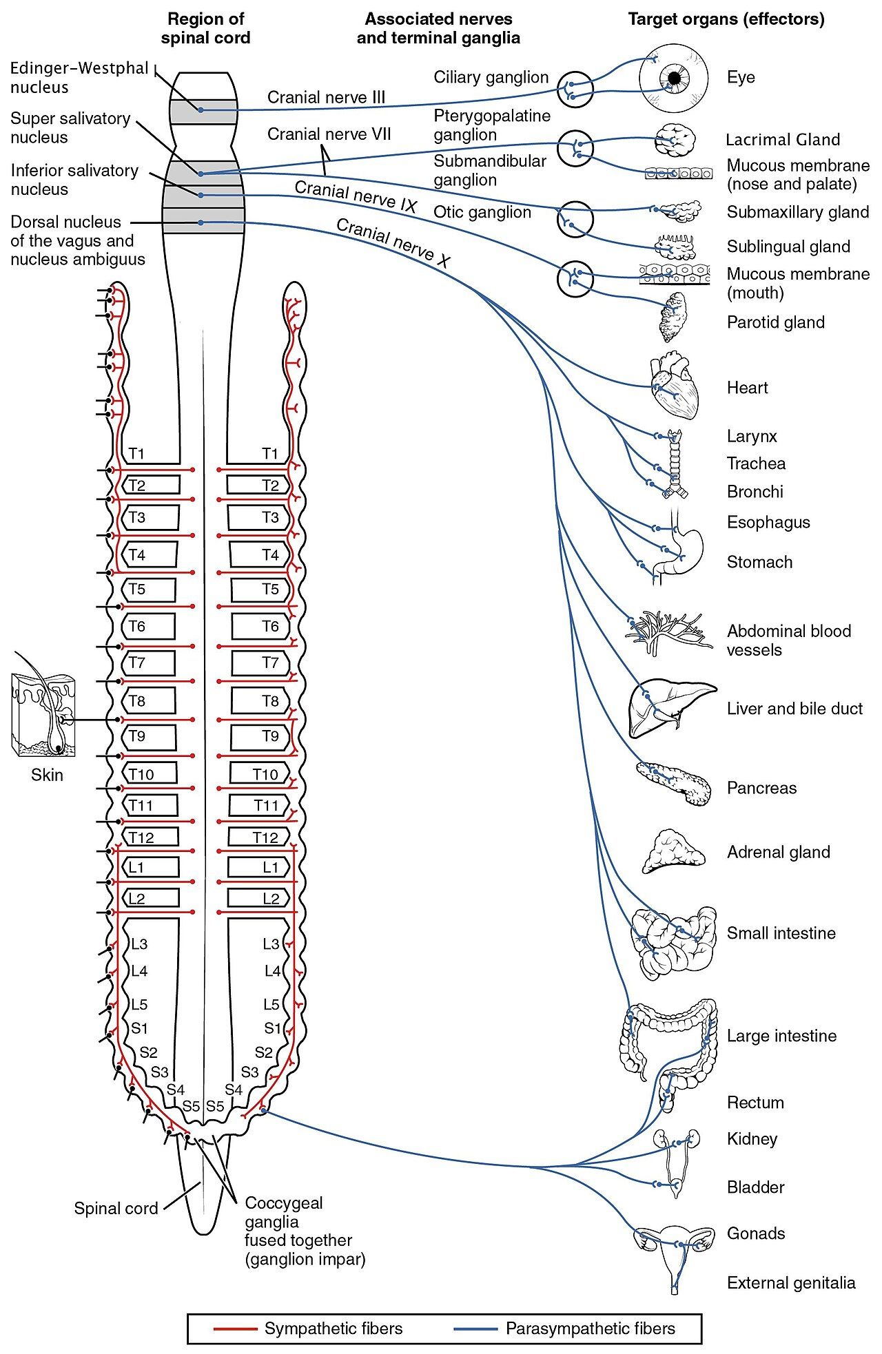 Connections of the parasympathetic nervous system reference figure