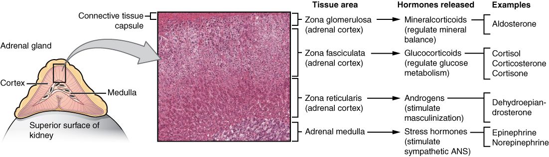 The adrenal glands reference figure
