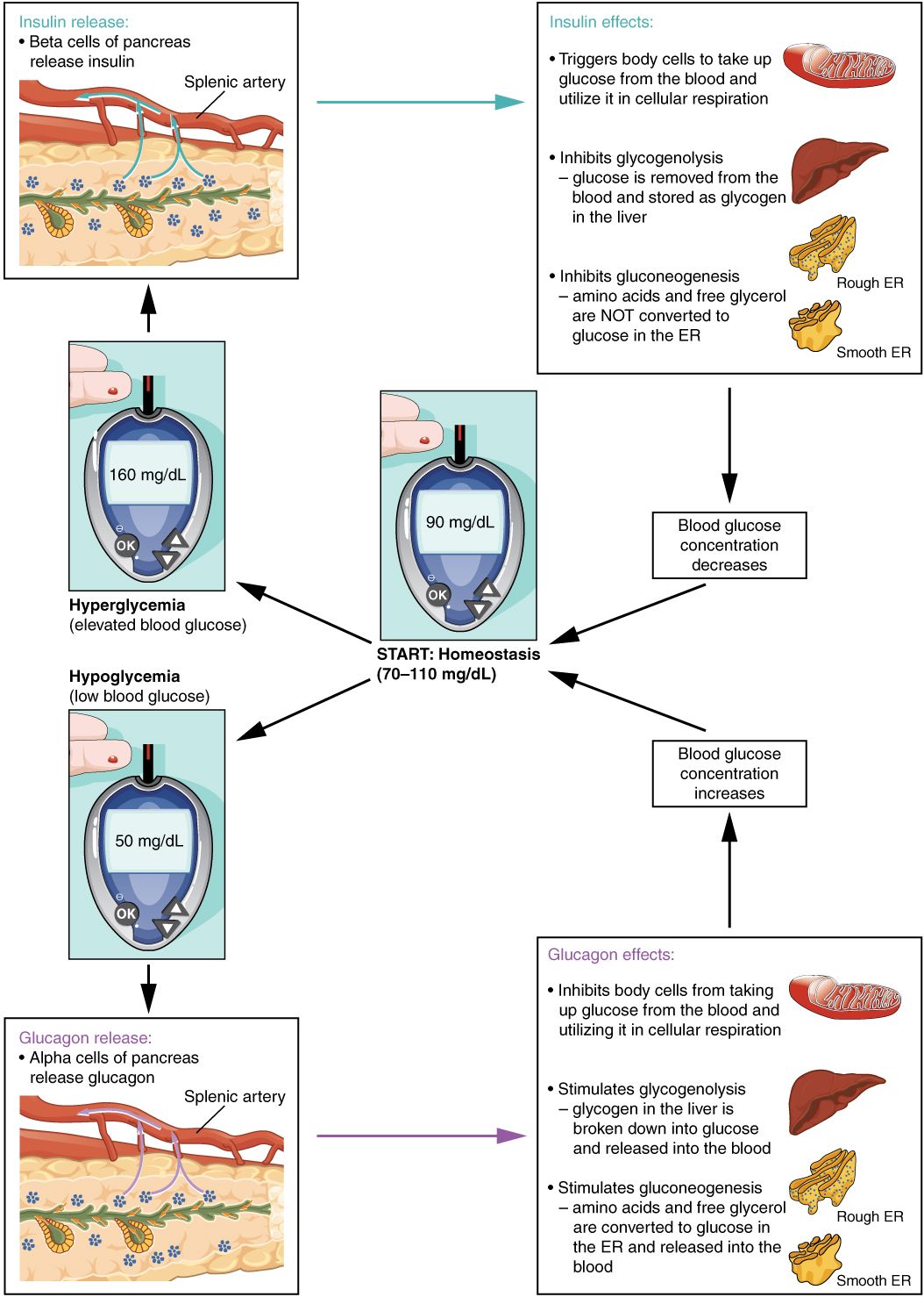 Homeostatic regulation of blood glucose reference figure