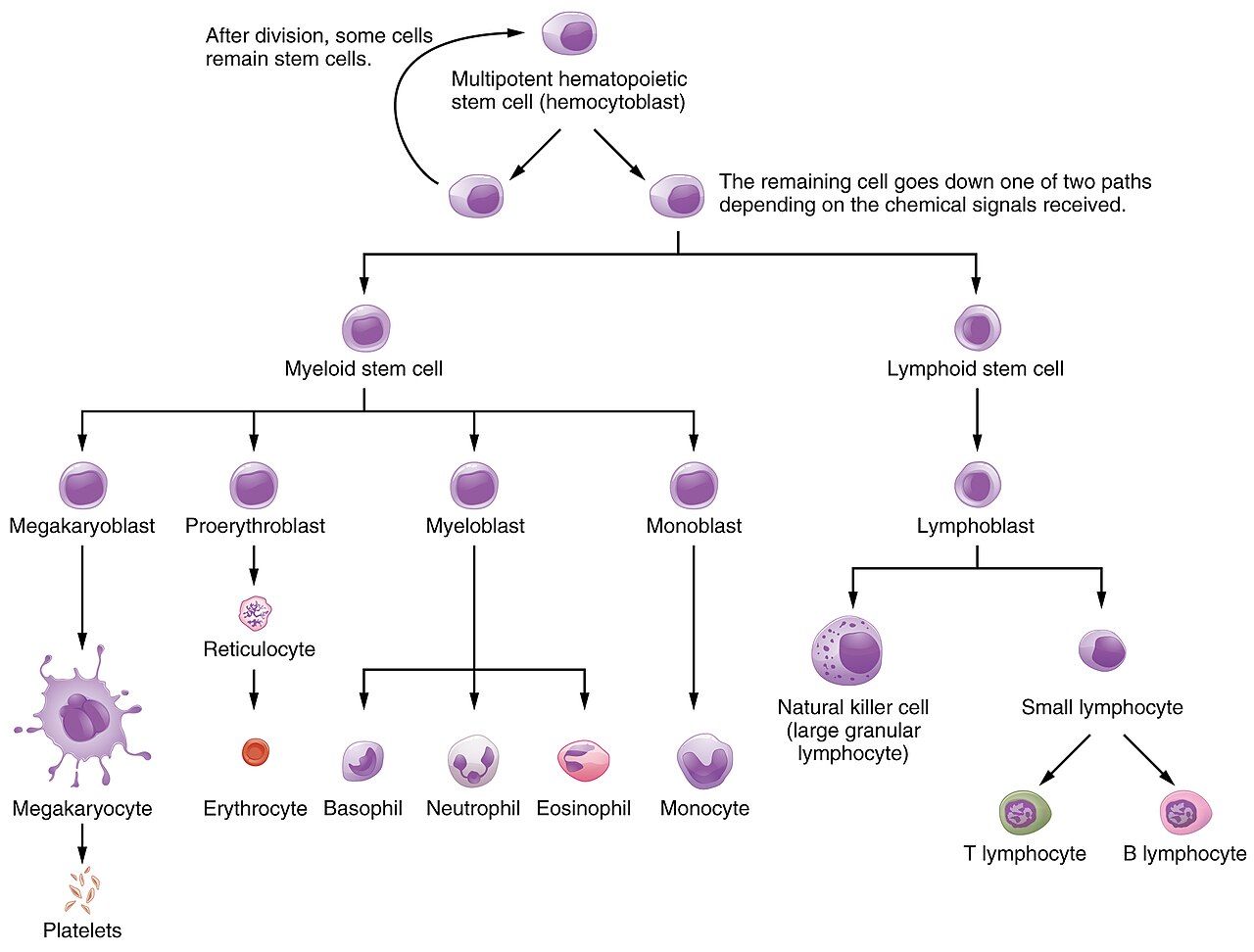 Hemopoiesis reference figure showing the hematopoietic stem cell giving rise to red cells, white cells, and platelets