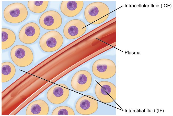 Intracellular and extracellular fluid compartments reference figure
