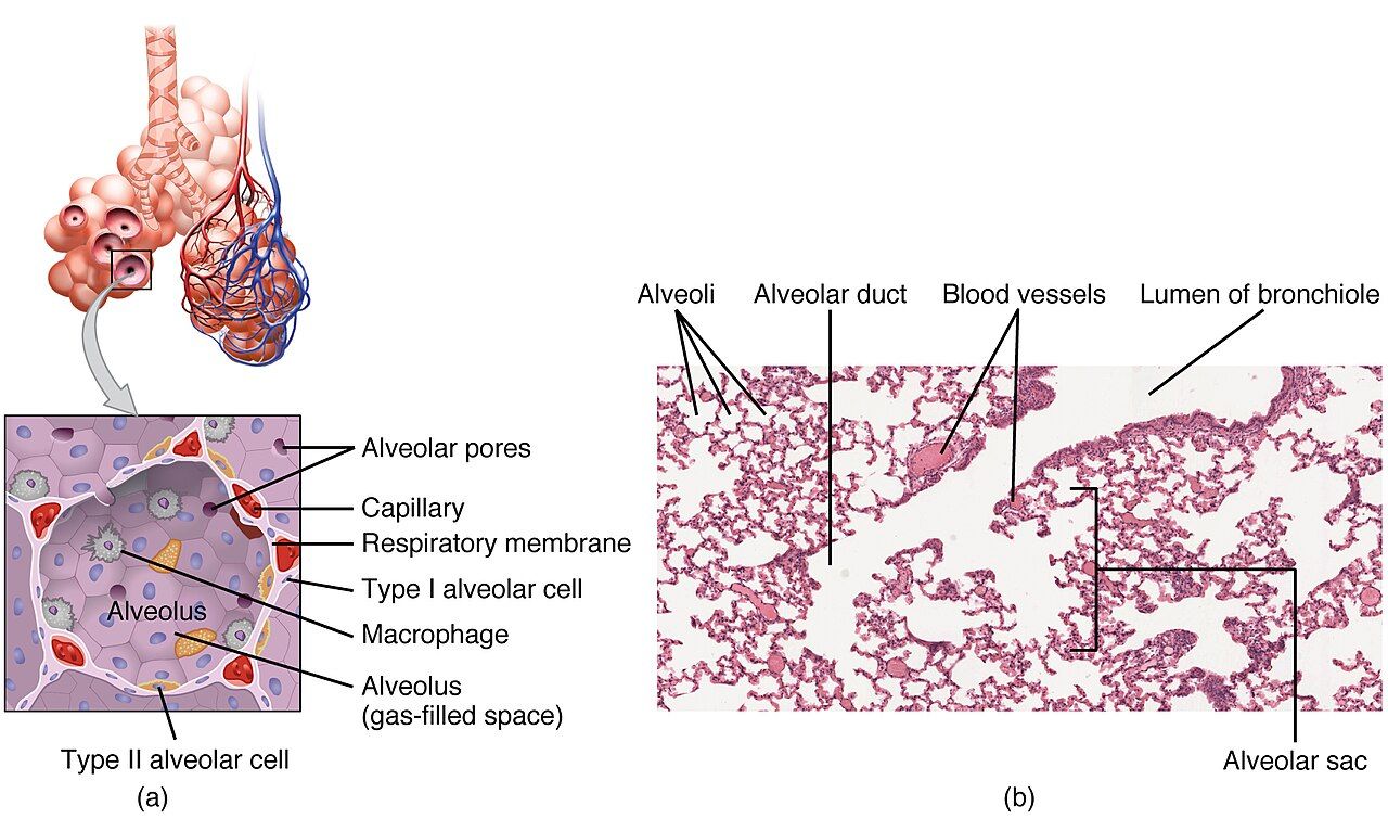 Structures of the respiratory zone: terminal bronchiole, respiratory bronchiole, alveolar duct, and alveoli reference figure