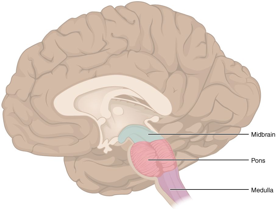 The brainstem reference figure showing the medulla