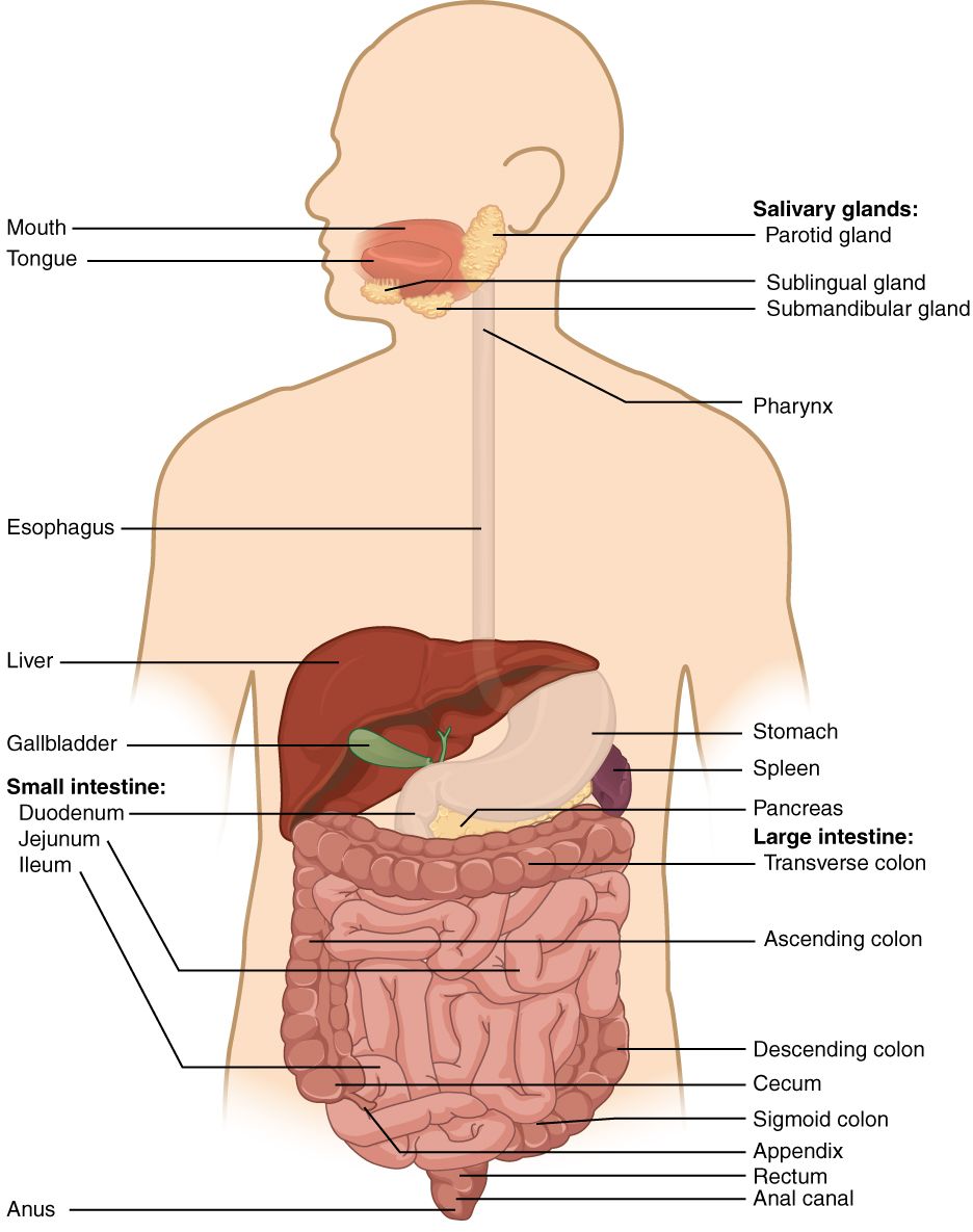 Components of the digestive system reference figure