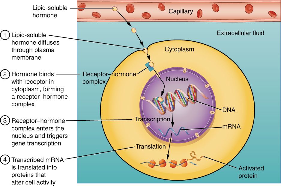 Steroid hormones cross the cell membrane and bind receptors inside the cell reference figure