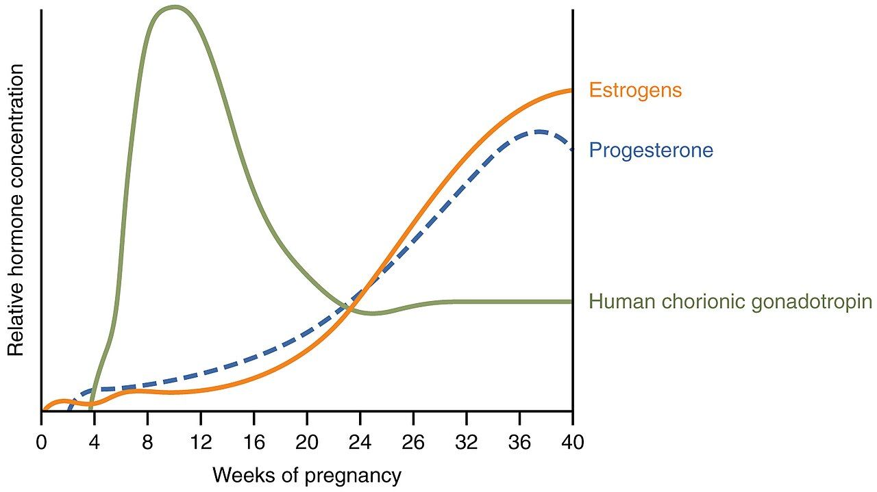 The hormones that initiate and sustain labor, including oxytocin, reference figure