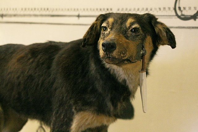 One of Ivan Pavlov's laboratory dogs, an icon of controlled experimentation in psychology