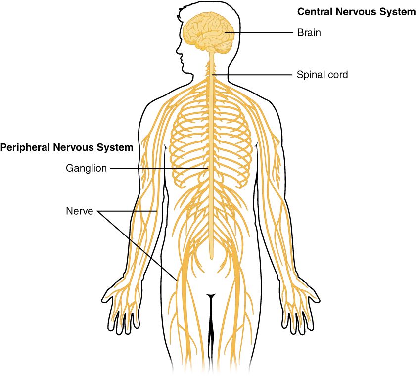 Overview of the nervous system showing central and peripheral divisions