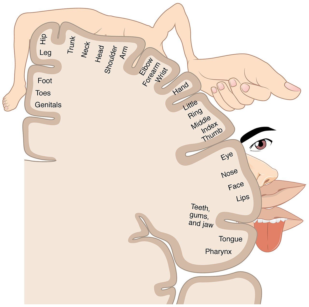The sensory homunculus mapping body regions onto the somatosensory cortex