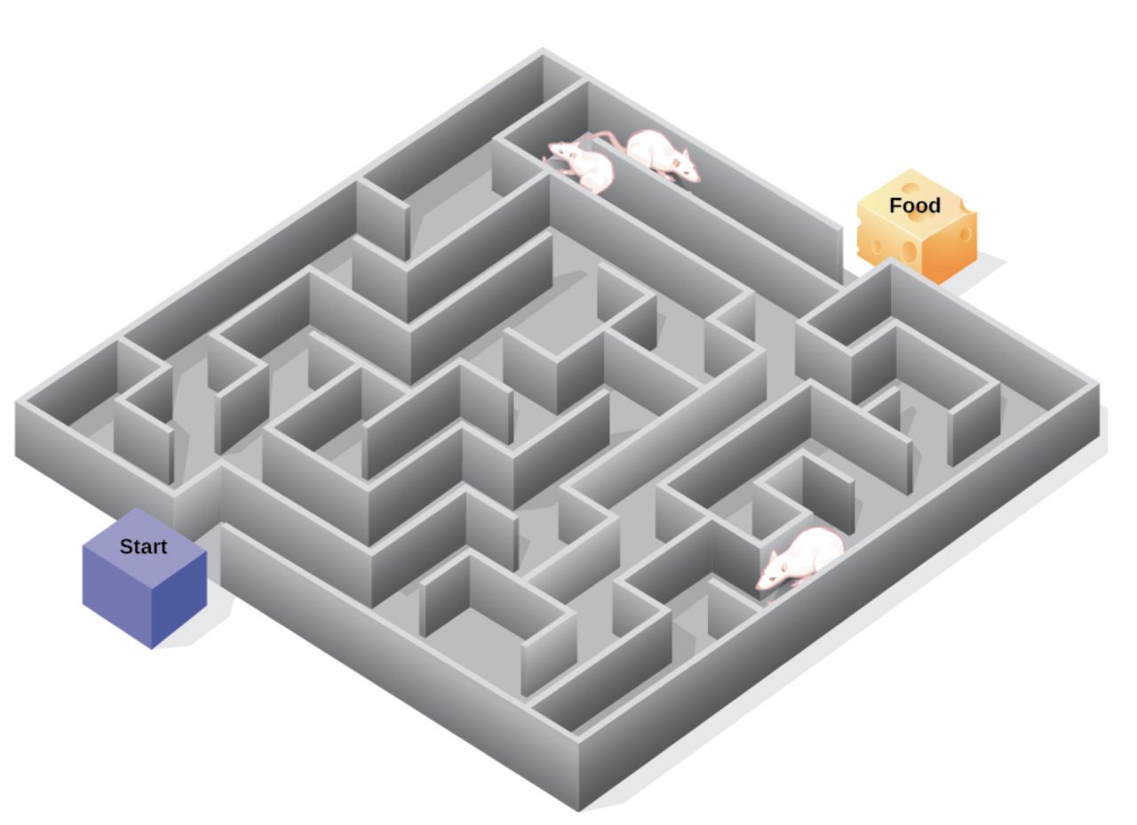 A rat navigating a maze, a classic model of problem solving