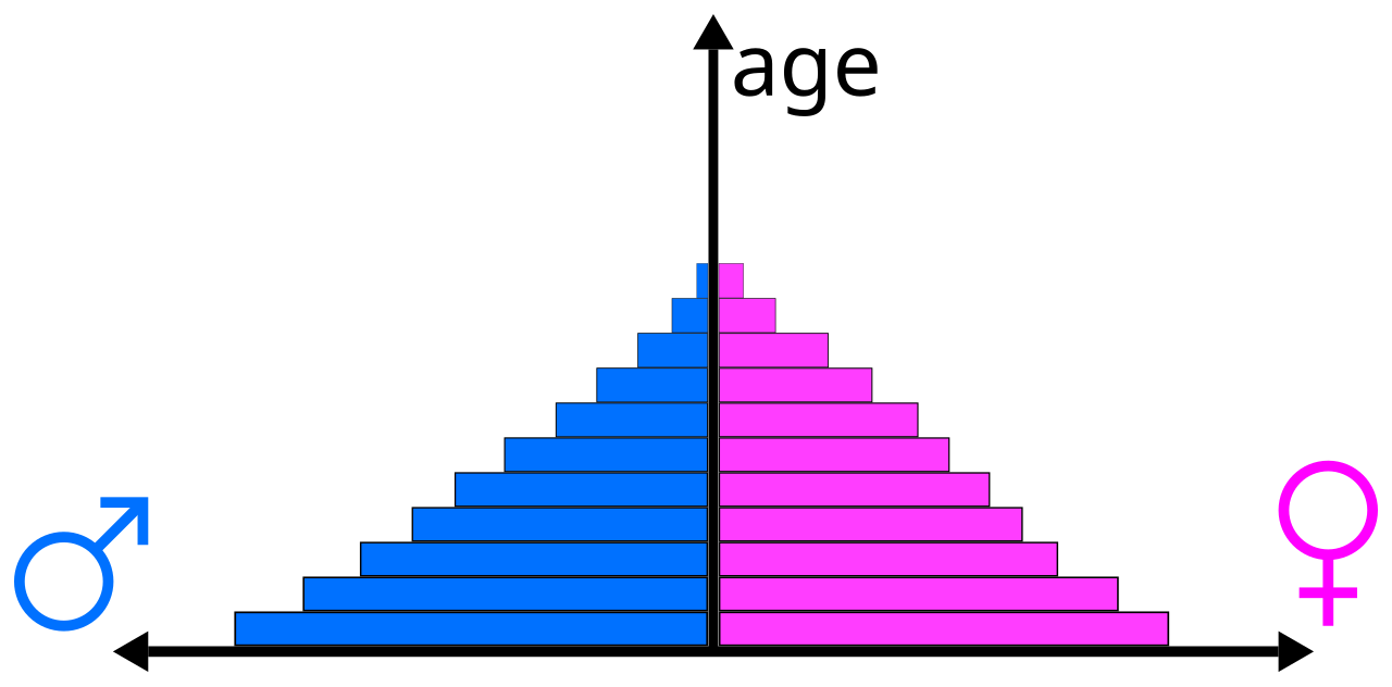 A population pyramid showing the age and sex structure of a society